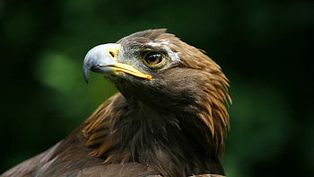 Golden eagle artwork, KDE store gems, Majestic bird, Digital beauty HD wallpaper