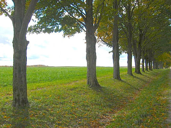 Line Up, trees, grass, sky, land HD wallpaper