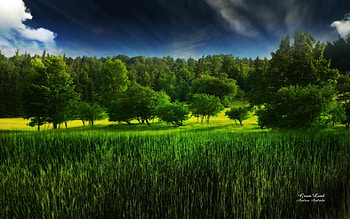 Landscape, Trees, Grass HD wallpaper
