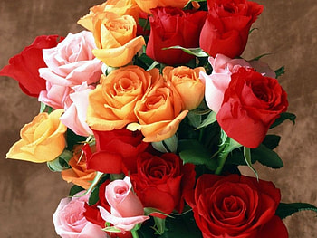 Plants, Flowers, Roses HD wallpaper