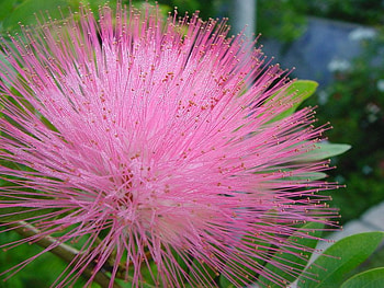 Thousand of Dew Drops, drops, water, dew, flower HD wallpaper