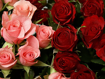 Plants, Flowers, Roses HD wallpaper