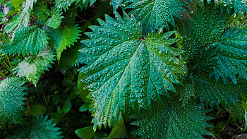 Nature, Leaves, Drops, Close-Up, Nettle HD wallpaper