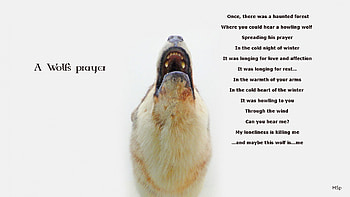 wolf prayer, wild animal black, white, black, quotes, pack, wolves, the pack HD wallpaper