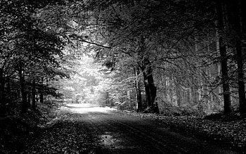 Nature, Trees, Autumn, Road, Puddle, Black And White HD wallpaper