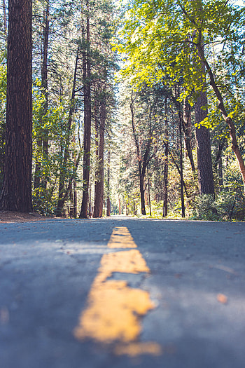 Nature, Trees, Road, Markup, Alley HD phone wallpaper