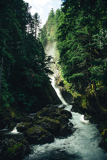 Nature, Trees, Stones, Waterfall, Forest HD phone wallpaper