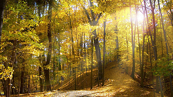 Landscape, Trees, Autumn HD wallpaper