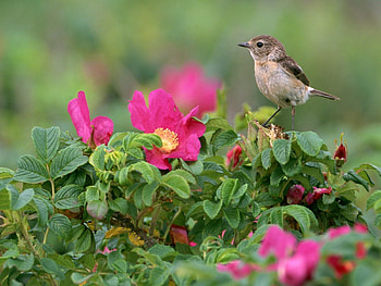 Animals, Flowers, Grass, Bird, Sparrow HD wallpaper