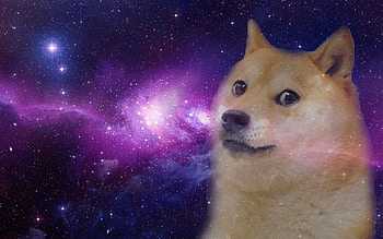 Doge HD wallpaper