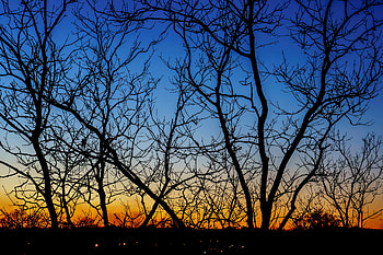 Gradient, Nature, Trees, Sunset, Horizon, Branches HD wallpaper
