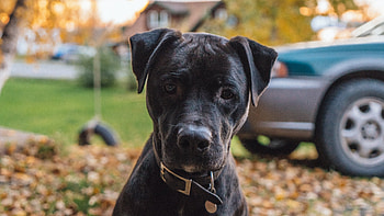 Dog, animal, puppy, goodboy HD wallpaper