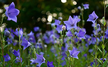Bellflowers, blue, nature, macro HD wallpaper