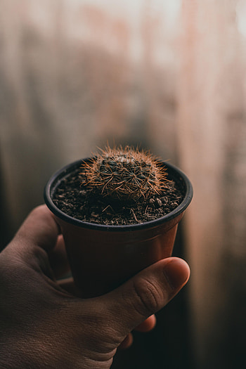 Needle, Plant, Hand, Miscellanea, Miscellaneous, Cactus HD phone wallpaper