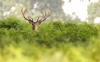 Animals, Grass, Hide, Deer, Horns HD wallpaper
