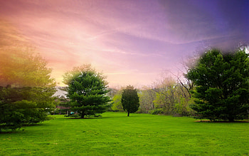 Nature, Sunset, Lilac, Pine, Glade, Polyana, Meadow HD wallpaper