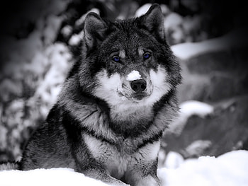 Animals, Wolfs HD wallpaper
