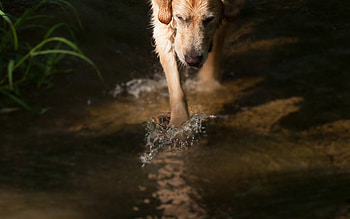 Dog, sweet, dogs, puppies, cute, beautiful, playful, playful dog, puppy, dog face, pretty, animals, face, lovely HD wallpaper