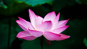 Lotus flower , High-resolution , Stunning visuals, Aesthetic appeal HD wallpaper