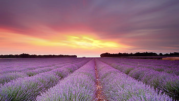 Lavender Ultra , background , Lavender bliss, Nature's beauty HD wallpaper