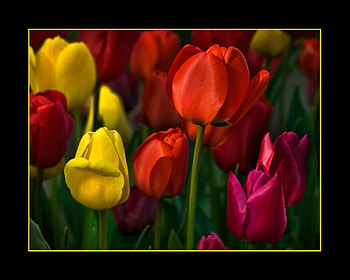 Tulips, abstract, flower HD wallpaper