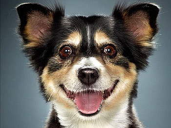 Cool Dog, dog, cool, beautiful HD wallpaper