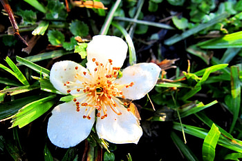 Bright flower, sunny, lovely, flower, bright HD wallpaper