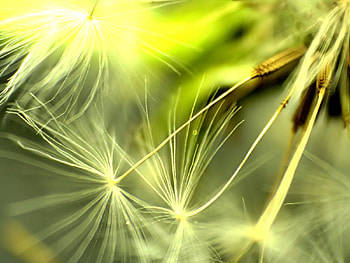 Leaves, Plant, Macro, Shine, Light, Dandelion HD wallpaper