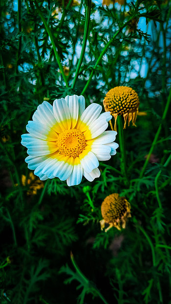 Flowers, daisy_family, close-up HD phone wallpaper