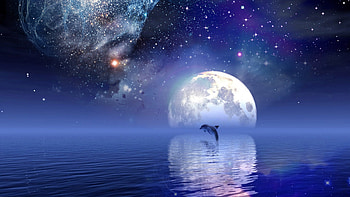 Dolphins Making a Heart at Sunset | Dolphin Heart Dolphin Water | Dolphins | Pinterest | HD wallpaper