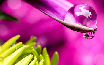 Water Drop on Leaf, leaf, drop, graphy, water HD wallpaper