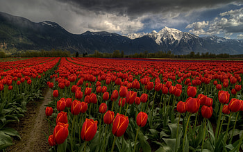 Tulip Field, nature, tulip, flower, field HD wallpaper