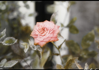 Pink flower, nature, flowers HD wallpaper
