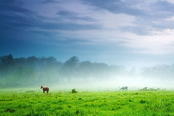 Cold Morning, hourses, graphy, grass, mist, fog, animals, field, green, bulgaria, clouds, trees, nature, sky, , forest HD wallpaper
