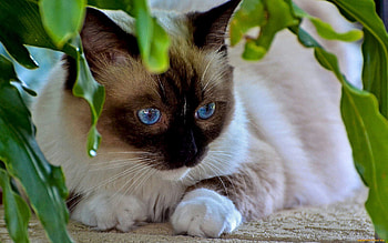Animals, Cats HD wallpaper
