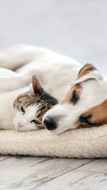 Cat And Dog, White Dog, White Cat, animals, pet HD phone wallpaper
