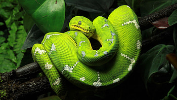 Green Python, Enchanting Backgrounds, Tropical Serpent, Pristine Environment HD wallpaper