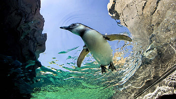 Animals, Water, Stones, To Swim, Swim, Penguin HD wallpaper