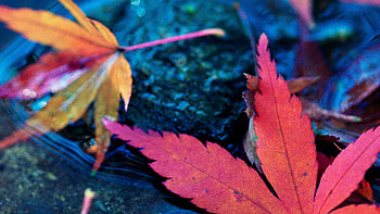 Maple leaves fall, Autumn water, Ultra , Mobile HD wallpaper