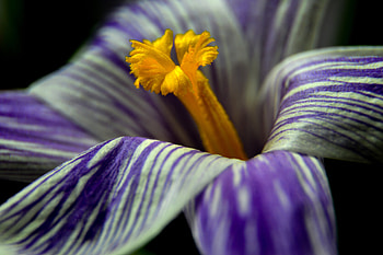 Flower, Macro, Petals, Crocus HD wallpaper