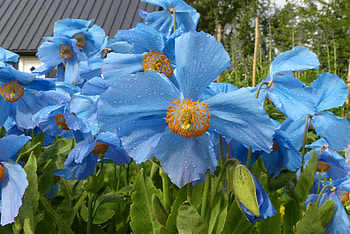 Blue poppy, flowers, summer, drops HD wallpaper