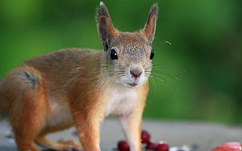 Animals, Squirrel, Berries, Animal HD wallpaper