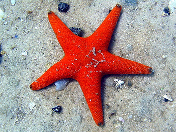 Star Fish, beautiful HD wallpaper