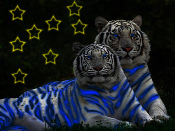 Tigers, tig, tiger, animals HD wallpaper