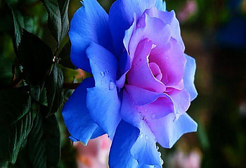 So lovely a rose, blue, rose, pink, flower HD wallpaper