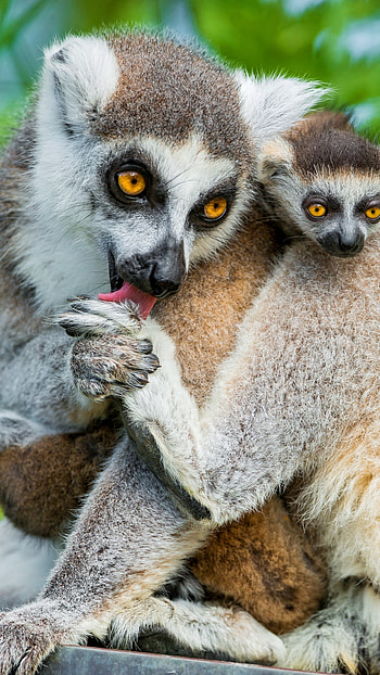 Lemurs, Wild Animals HD phone wallpaper
