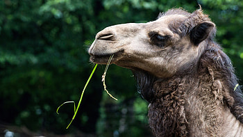 Eating, Camels HD wallpaper