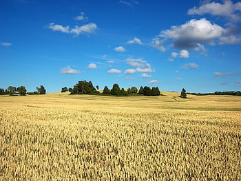 Wheat Field, trees, sky, wheat, field HD wallpaper