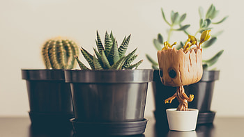 Haworthiopsis fasciata, Cactus HD wallpaper