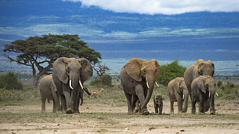 Elephants, Animals, Tree, Savannah, Africa, Trees, Sky, Forest, Background Elephant HD wallpaper